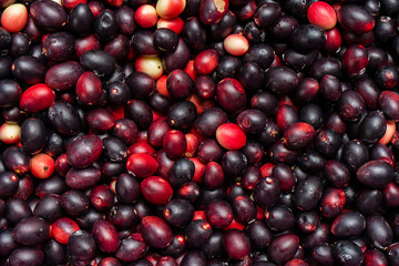Super fruit (Carissa carandas Linn.)