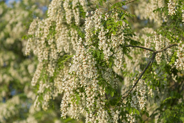 Robinia pseudoacacia in bloom. Abundant flowers of Robinia pseudoacacia, false acacia, black locust. Source of nectar for tender but fragrant honey