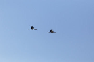 Common crane (Grus grus) in flight