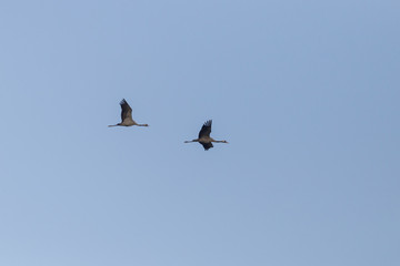 Common crane (Grus grus) in flight