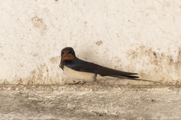 Hirundo rustica. Barn Swallow or Hirundo rustica sits is a circle of breeding colony