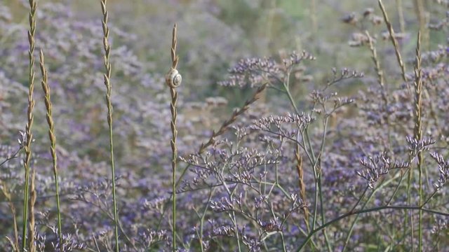 Meadow flowers swing from the wind