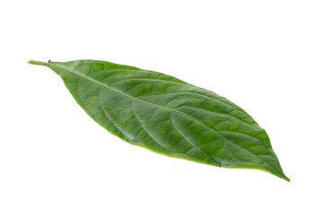 Fototapeta na wymiar stack image of Green leaf isolated on white background
