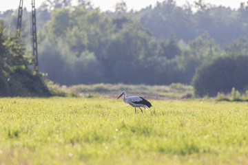 Obraz na płótnie Canvas Adult stork in its natural habitat. White stork walking on a green meadow, hunting for food.