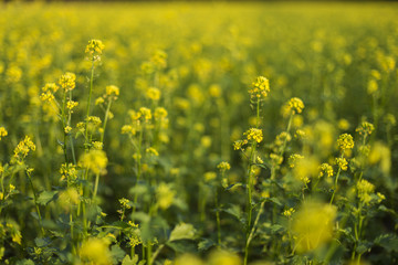 Closeup of a yellow budding and flowering Wild Mustard or Sinapis arvensis plant against a blurred field full of these yellow flowers.. Rural Meadow Covered with Yellow Flowers (Sinapis arvensis)