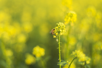 bee on flower Sinapis arvensis. Closeup bee eating nectar on the small yellow flowers of Sinapis Arvensis 