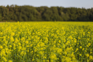 Obraz premium Closeup of a yellow budding and flowering Wild Mustard or Sinapis arvensis plant against a blurred field full of these yellow flowers.. Rural Meadow Covered with Yellow Flowers (Sinapis arvensis)
