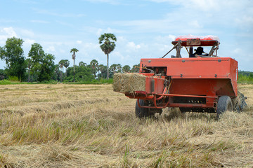 Rice straw machine with Dry rice straw to feed.