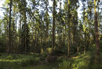 forest plantations. plantations of pine, larch, douglas in Europe