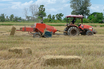 Rice straw machine with Dry rice straw to feed.