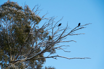 Crows in a snowy tree after a snowfall