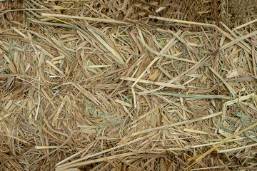 Dry rice straw to feed.