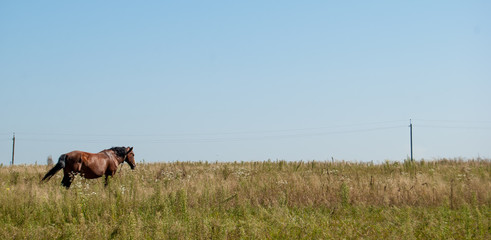 Horse in the meadow.