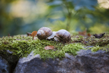 Helix pomatia (Roman snail, Burgundy snail, edible snail,  escargot) is a species of large, edible, air-breathing land snail. Mating of two snails