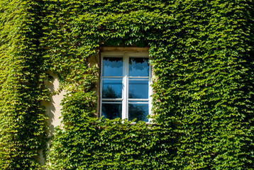 Fototapeta na wymiar The window is shrouded in greenery.