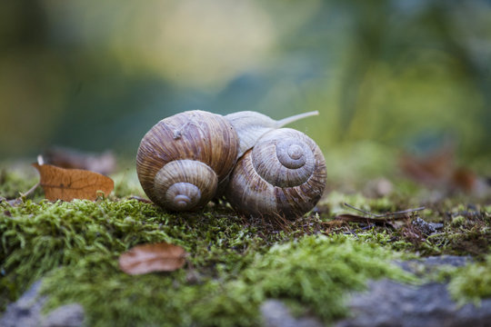 Helix pomatia (Roman snail, Burgundy snail, edible snail,  escargot) is a species of large, edible, air-breathing land snail. Mating of two snails
