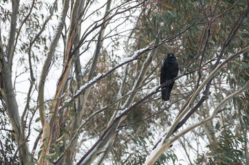 Crow sitting in tree while it's snowing