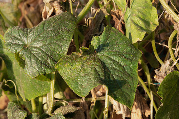 Aphids on the leaves and trunk of a cucumber in a greenhouse.