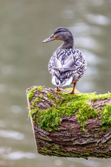 Wild animal duck