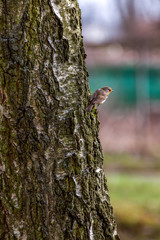 Robins in natural environment