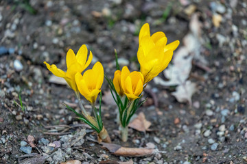 Obraz premium Crocus flowers in the spring