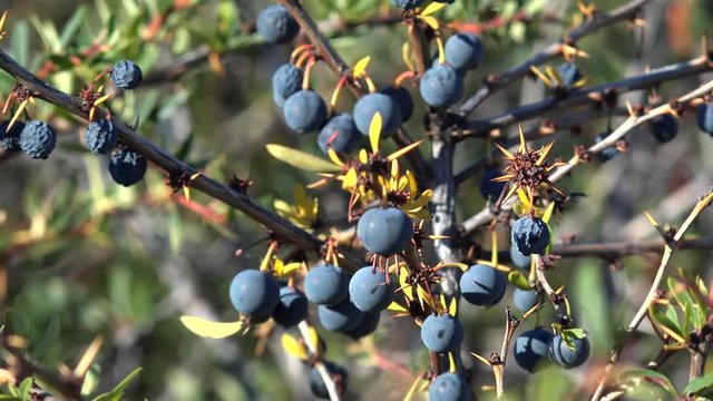 Calafate (Berberis microphylla) shrub with dark blue berries.  El Calafate, Santa Cruz, Patagonia, Argentina 