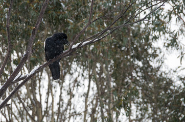 Crow sitting in tree while it's snowing