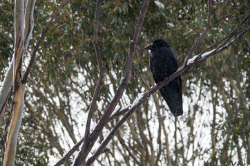 Crow sitting in tree while it's snowing