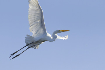 Great egret flying