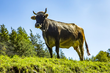 Cow on the alpine meadow