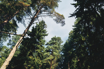 From below shot of crowns of conifer trees on background of blue sky on sunny day