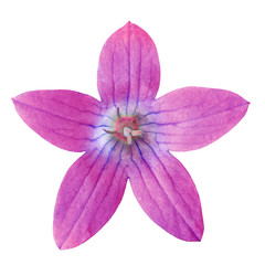 Wild magenta bell flower(campanula)  isolated on a white  background. Close-up. Nature.