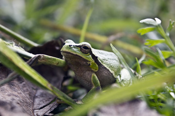 frog on a leaf