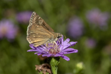 Fototapeta na wymiar macro farfalla