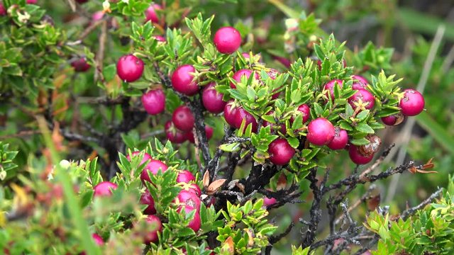 Diddle-dee (Empetrum rubrum) shrub with ripe red berries.  Patagonia, Argentina 