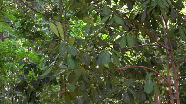 Yerba mate shrub (Llex paraguariensis).