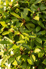 leaves of a magnolia tree as a background