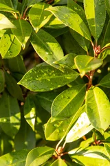 Tissu par mètre Magnolia leaves of a magnolia tree as a background