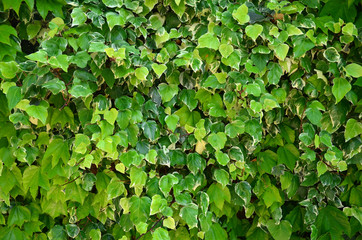 Backdrop of green leaves natural wall. Nature background/texture. 