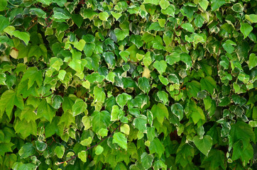 Fototapeta na wymiar Backdrop of green leaves natural wall. Nature background/texture. 