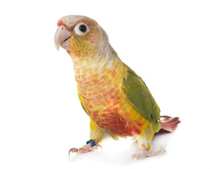 Green-cheeked parakeet in studio