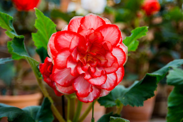 White and red Begonia