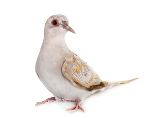 Diamond dove in studio