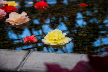 Yellow flower in lake