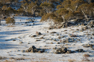 Kangaroos grazing in a snowy field
