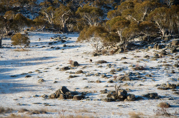 Kangaroos grazing in a snowy field