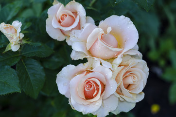 Flowers of a rose blooming in an open garden.