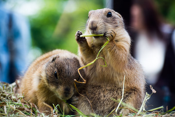 Pair of prairie dog eating grass