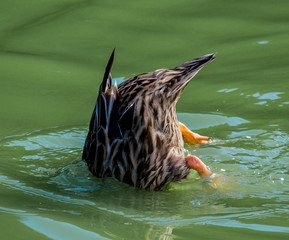 Tipped Over Mallard Duck