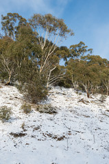 Australian bush covered in snow